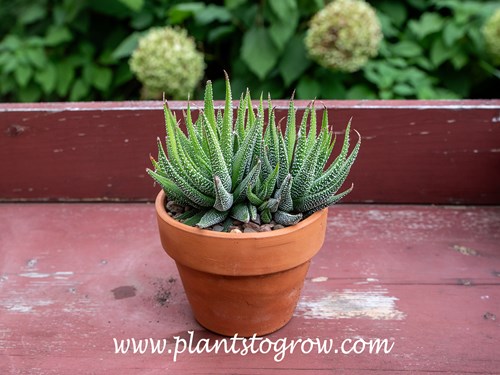 Haworthia attenuata concolor 
I have had this plant for about two years. It was growing outside for the summer. It is in a 4-inch pot and started as a small two-inch potted plant.